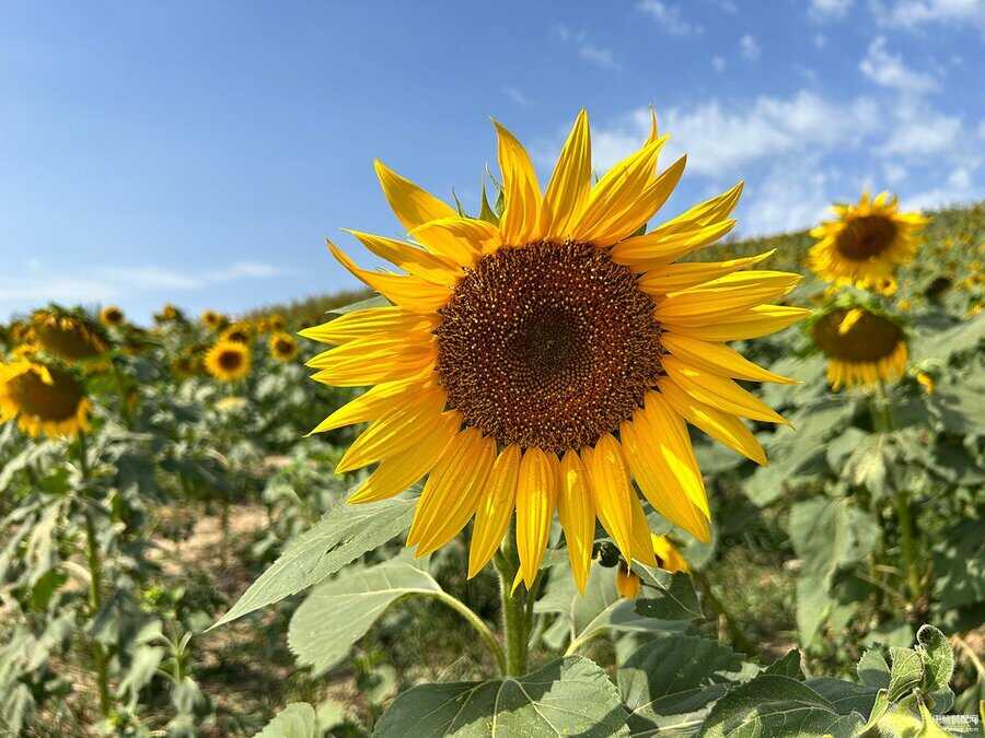 苹果几拍照最好看