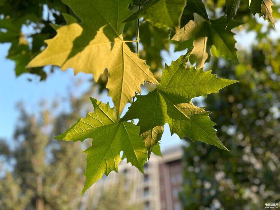 苹果几拍照最好看